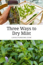 My stepfather cut a mint plant i had into segments and planted it outside because i didn't want to take it with me to my new apartment. Three Ways For How To Dry Mint Leaves Lovely Greens