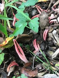 Image result for Pseudopod Ospermum