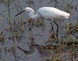 Image result for Hình ảnh quê nghèo khổ