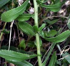 Image result for Xerophyta squarrosa