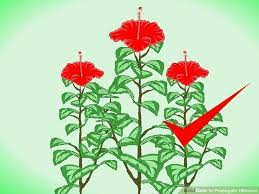 How To Propagate Hibiscus With Pictures Wikihow Hibiscus Hibiscus Plant Hardy Hibiscus