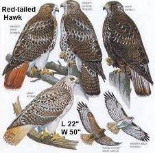 Red Tailed Hawk Soaring Chicken Hawk Red Tailed Hawk Birds Of Prey Hawk