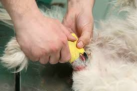 Deadly snakebites are more common in dogs than in any other domestic animal. Puncture Wounds In Dogs Signs Causes Diagnosis Treatment Recovery Management Cost