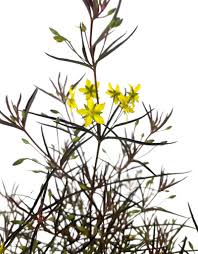 Image result for Lysimachia barbata