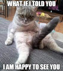 Sexy Cat Meme Imgflip