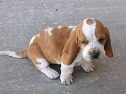 Basset Hound Dog Puppies Basset Hound Hound Dog Puppies Basset Hound Puppy