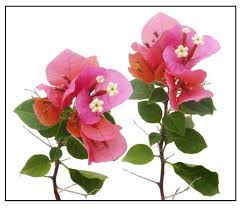 Image result for Bougainvillea sp. cultivar
