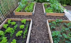 Rindenmulch Rindenmulch Garten Und Pflanzen