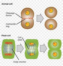 In this video i'm going to draw labelled diagram of animal cell.in this video you will see the diagram of animal cell and it's labelling.this diagram of. Cytokinesis Drawing Animal Cell Diagram Telophase And Cytokinesis In Animal Cells Hd Png Download 1085x1082 5765078 Pngfind