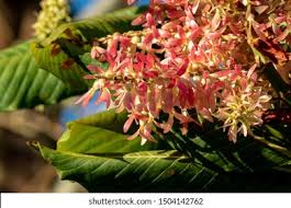 Image result for Triplaris americana