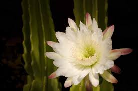 10 Types of Night-Blooming Cereus