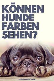 erfahre hier wie hunde sehen alles haustier hundeverhalten wie sehen hunde hundeaugen