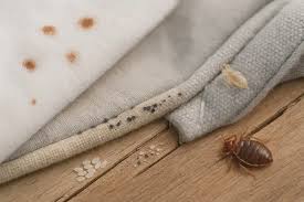 Image result for bed bugs droppings
