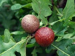 Young twigs are reddish brown and hairy but smooth with age. Oak Tree Leaves Free Stock Photos In Jpeg Jpg 1280x960 Format For Free Download 238 81kb