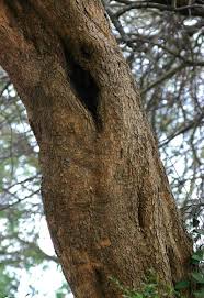 Image result for Maerua angolensis