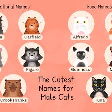 That way, both sides can battle it out. 48 Cute Names For Male Cats