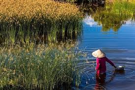 Đất ngập nước là gì?