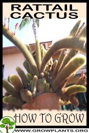 It is certainly a challenging job to pull off. Rat Tail Cactus How To Grow Care