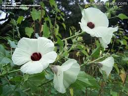Image result for Hibiscus cannabinus