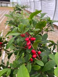 Image result for Synsepalum