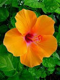 There are many such crimes. How To Start Flower Farming In Nigeria Flower Gardening Eni Best