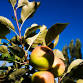Apple Day 2025 — Hawarden Estate event image