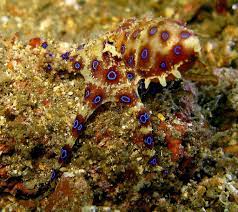 Blue Ringed Octopus Most Deadly Animal Deadly Animals Deadly Creatures