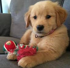 Follow U Golden Retriever Retriever Puppy Dog Lovers