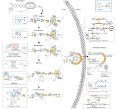 Rna ribonucleic acid or rna is a nucleic acid, consisting of many nucleotides that form a polymer. Rna Lifecycle Cell Signaling Technology