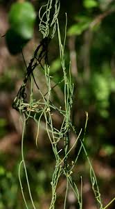 Image result for Brachystegia utilis