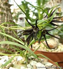 Image result for Glossostelma