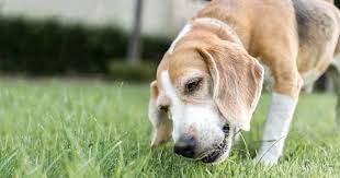 Why Do Dogs Eat Grass Daily Amazing Things