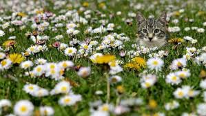 We did not find results for: 11 Ways To Keep Cats Out Of Flowerbeds Easy Humane Excited Cats