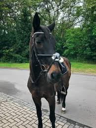 Jump club (@hobbyhorsing.high.jump) on tiktok | 375 likes. Just Another Horseblog Home Facebook