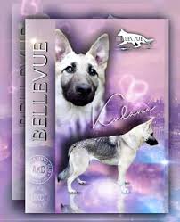 Home our dogs puppies contact world class german shepherd dogs for over 18 years. Bellevue German Shepherds Akc Silver Sable And White German Shepherds Home Facebook