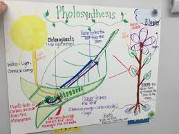 A Chart I Made On The Process Of Photosynthesis 6th Grade