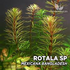 Image result for Rotala mexicana