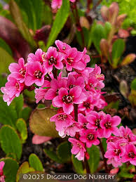 Image result for Bergia polyantha