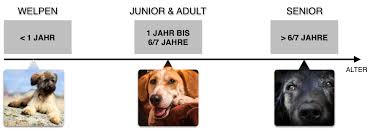 Ich habe kürzlich den bachelor abgeschlossen und ein young professional hat ca. Wie Oft Sie Ihren Welpen Futtern Sollten Die Gebrauchsanweisung