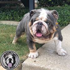 Dashing international film star hugh grant plays a proper english entrepreneur who innocently stumbles into the criminal underworld in this sidesplitting romantic comedy. My Handsome Daddy Banksybulldogs Mickey Blue Eyes Elitebulldog Englishbulldog Englishbulldogs B Old English Bulldog Bulldog Puppies English Bulldog Puppy