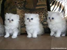 Kitty Sevimli Kediler Sevimli Hayvan Yavrulari Cute Kittens