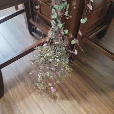 Image result for Ceropegia rendallii