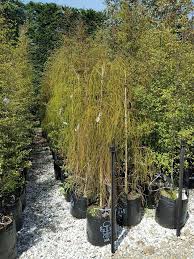 Image result for Dacrydium cupressinum