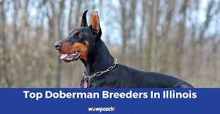 Browse thru our id verified puppy for sale listings to find your perfect puppy in your area. Top 7 Best Doberman Pinscher Breeders In Illinois Il State 2021 Wowpooch