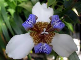 Image result for Neomarica northiana