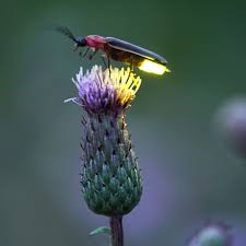 نتیجه جستجوی لغت [fireflies] در گوگل