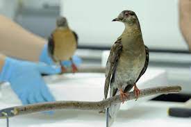 Passenger pigeons laid their eggs one at a time. The Flight Of The Passenger Pigeon Now 100 Years Extinct Connecticut Public Radio