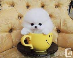 Resultado De Imagem Para Teacup Pomeranian Pomeranian Puppy Teacup Pomeranian Puppy Teacup Pomeranian