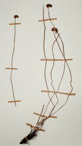 Image result for Schizaea pectinata