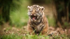 In compilation for wallpaper for results, we have 23 images. Search Results For Baby Tiger Wallpaper Hd Adorable Cute Baby Tiger Wallpaper Hd 1920x1080 Download Hd Wallpaper Wallpapertip